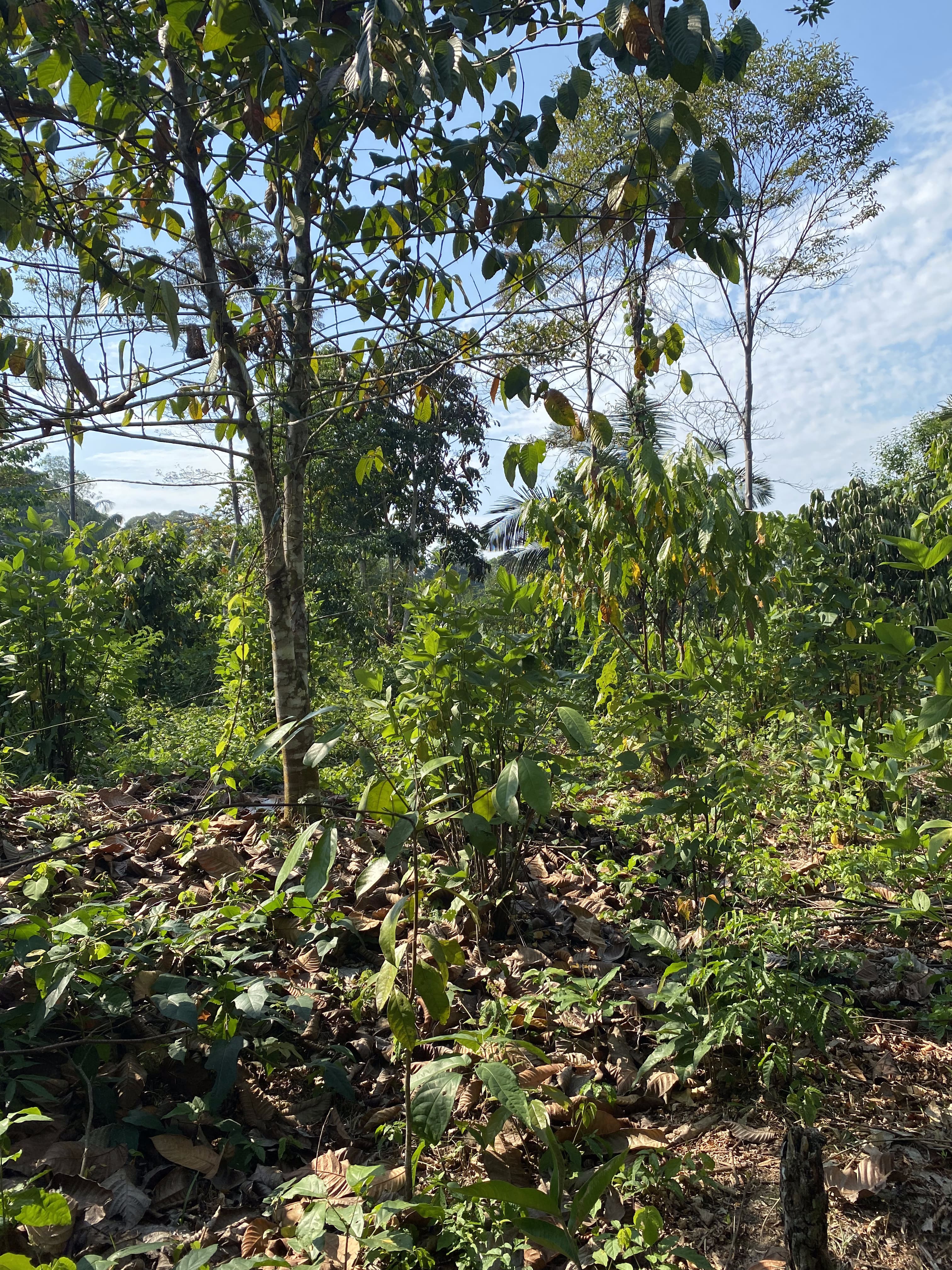 Ecological impact