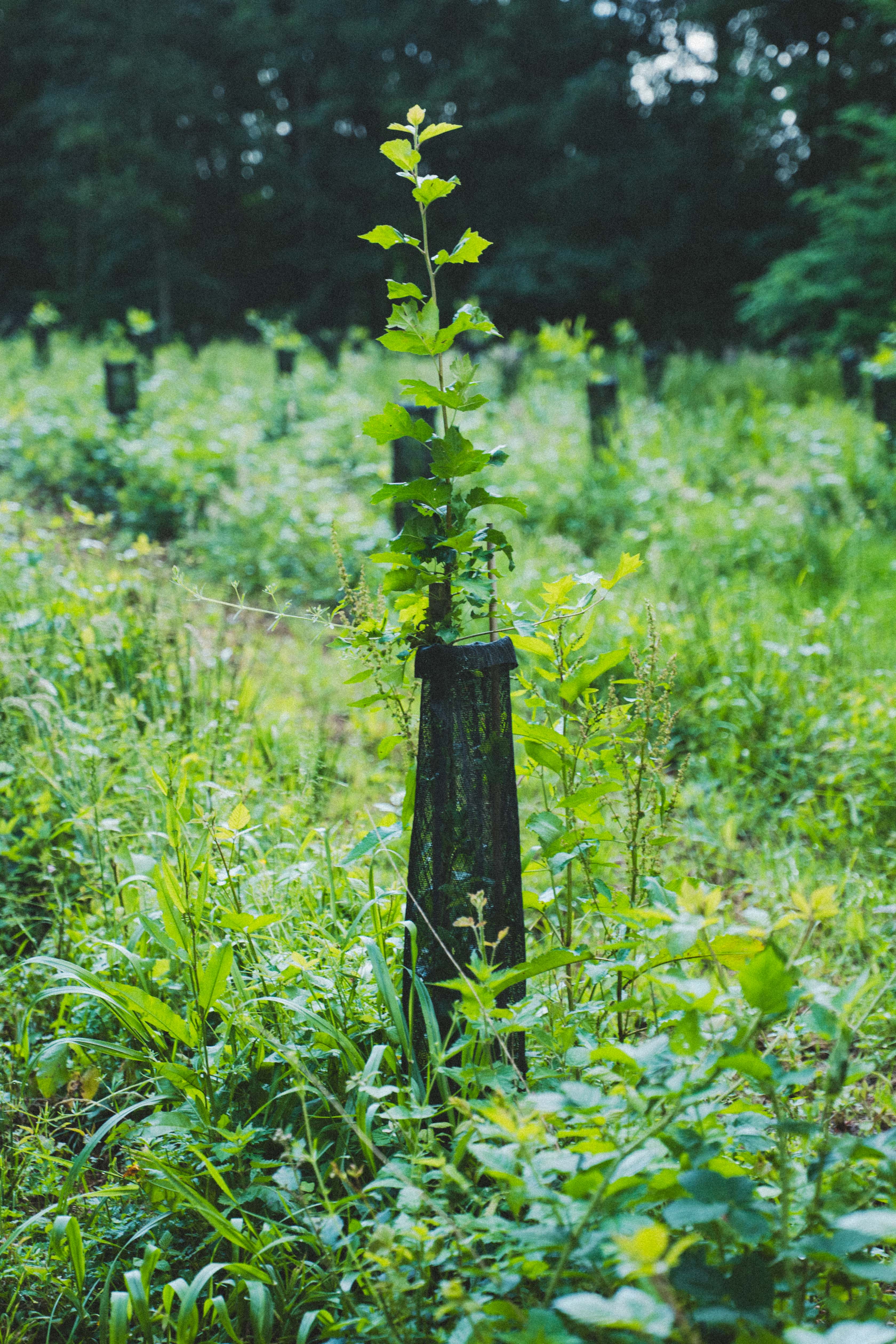 Ecological impact